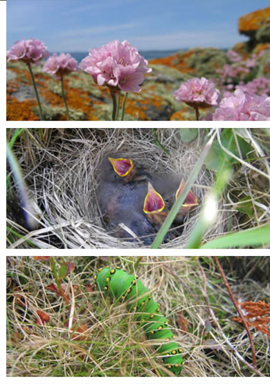 wildlife-in-devon-and-cornwall